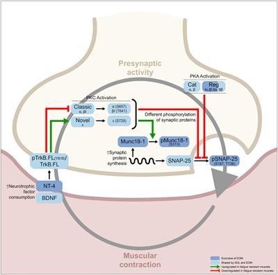 TrkB signaling is correlated with muscular fatigue resistance and less vulnerability to neurodegeneration